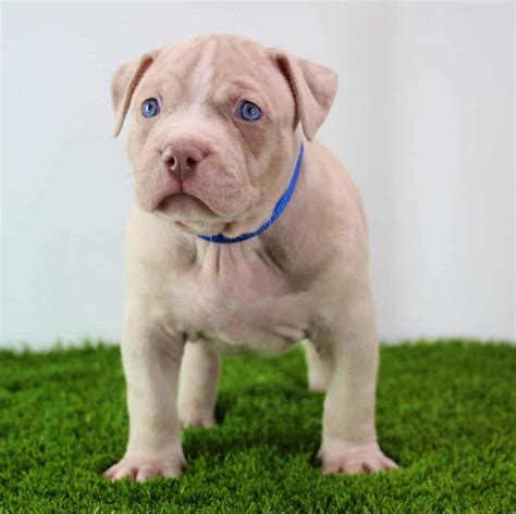 Pitbull breeds for sale - Lancaster Puppies – Lancaster Puppies is a pet advertising website that offers purebred and mixed breed dogs for sale. You can easily find a Pitbull Dachshund mix from their list of available puppies. They mostly advertise pups in Pennsylvania, Ohio, Indiana, New York, and other neighboring states.